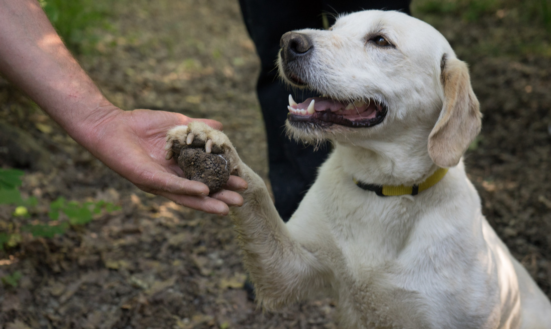 Trüf köpeği satışı ve eğitimi