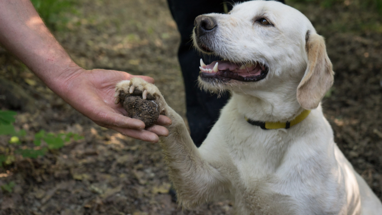 trüf köpeği, trüf mantarı köpeği, trüf mantarı bulan köpek