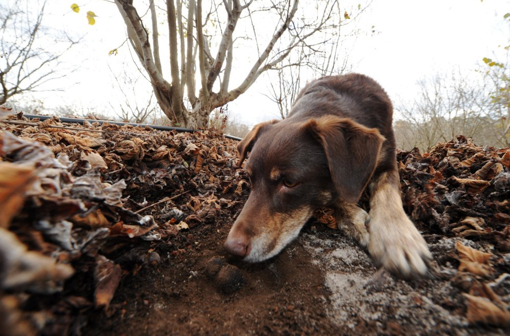 Trüf Mantarı Köpeği