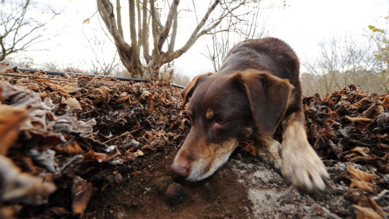 trüfköpeği, trüf köpeği, trüf mantarı köpeği