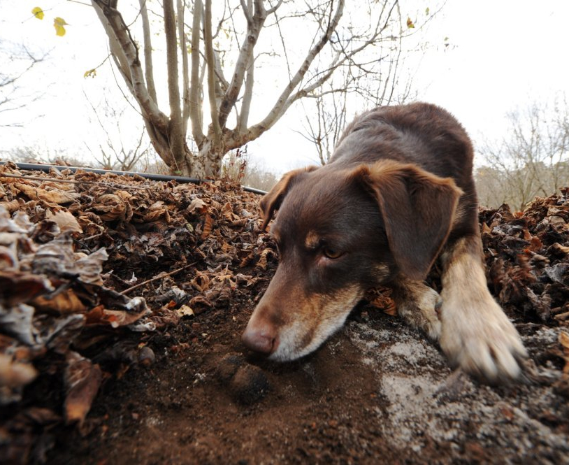 trüfköpeği, trüf köpeği, trüf mantarı köpeği